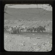 Böhl glass slide 58./1328